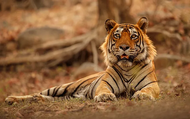 Our expert advice for tiger spotting in India